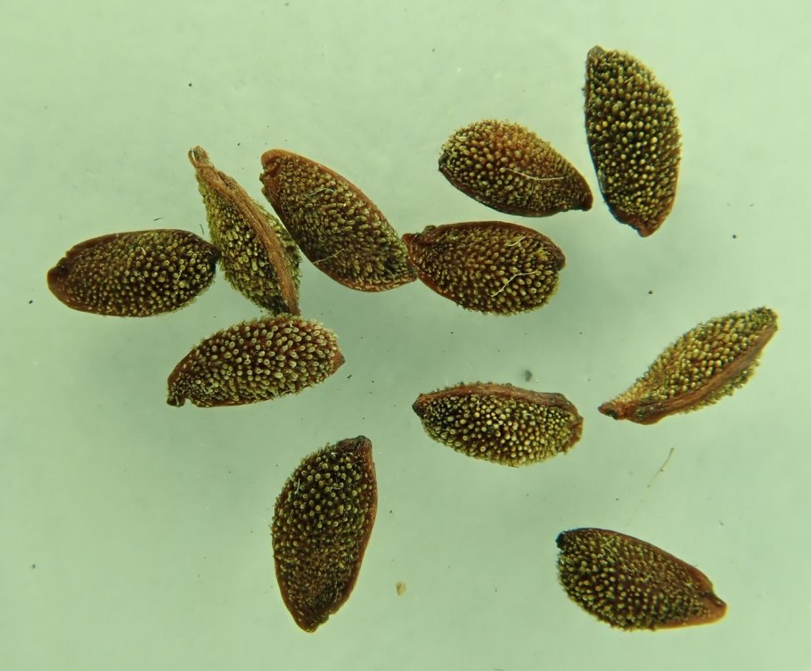 Колюрия пряность