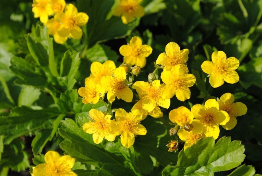 Вальдштейния тройчатая forrest sun