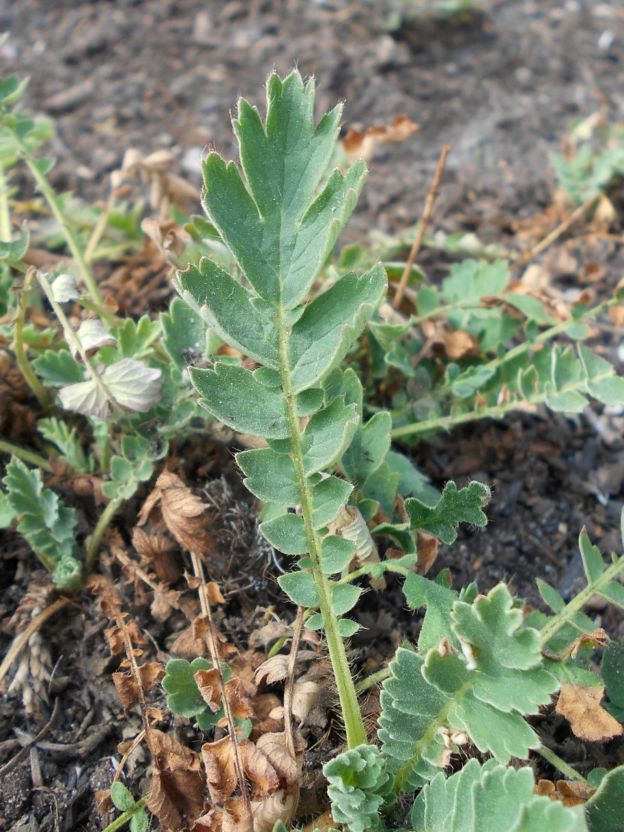 Вальдштейния тройчатая (Waldsteinia ternata)