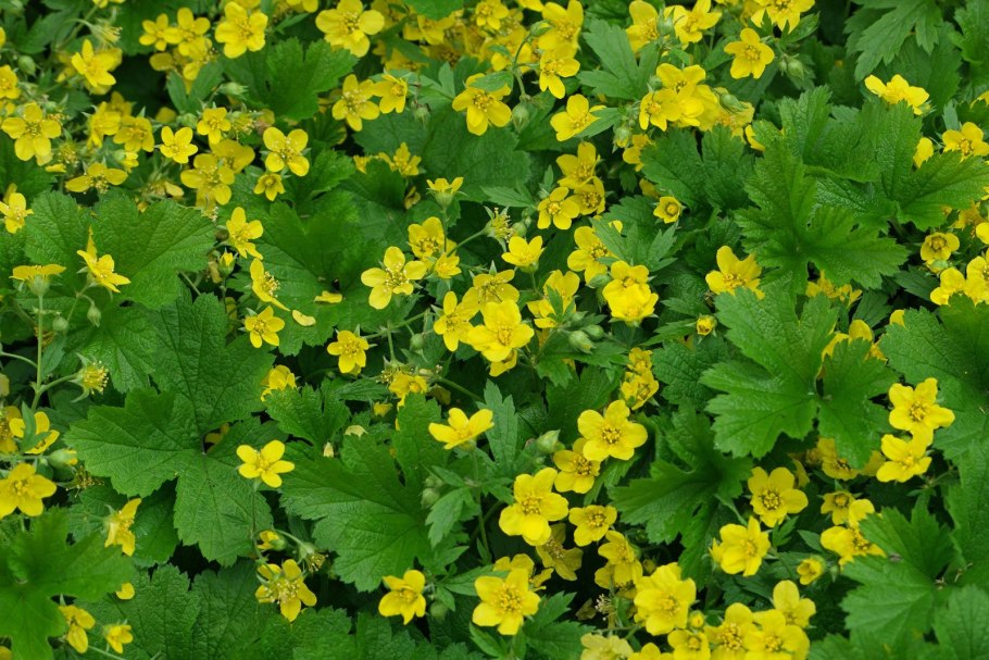 Вальдштейния Waldsteinia ternata Forrest Sun