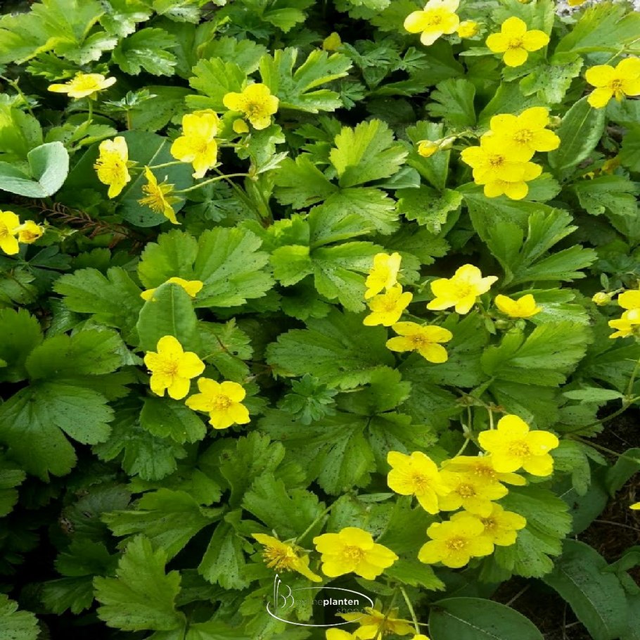 Вальдштейния тройчатая (waldsteinia ternata)
