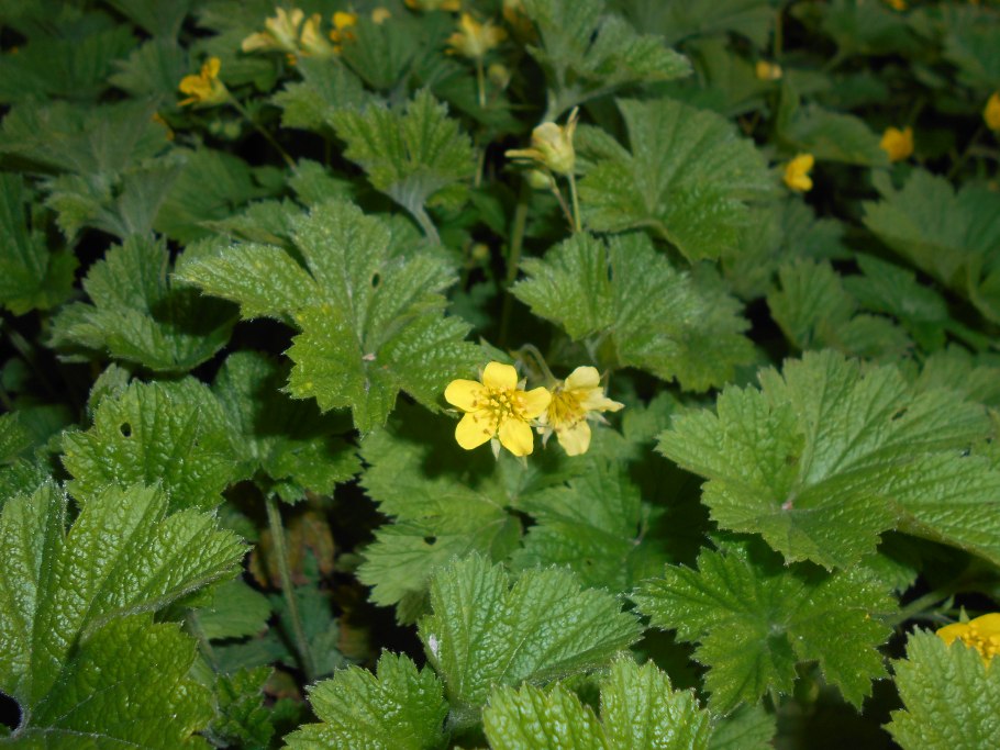 Вальдштейния тройчатая