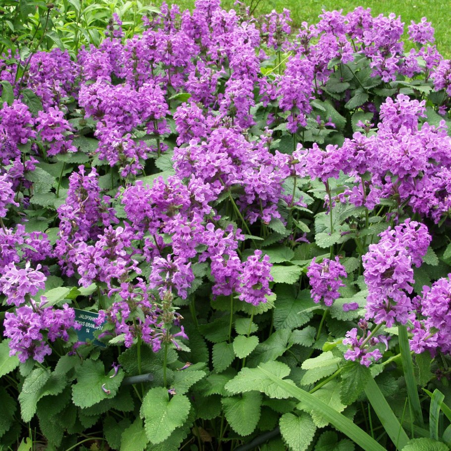 Буквица чистец лекарственный