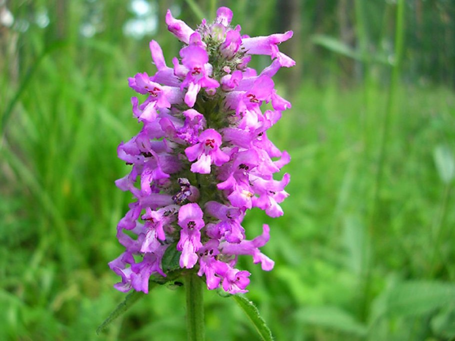 Буквица лекарственная - Betonica officinalis