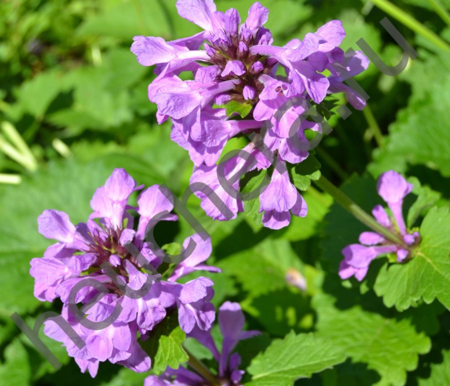 Буквица лекарственная betonica officinalis