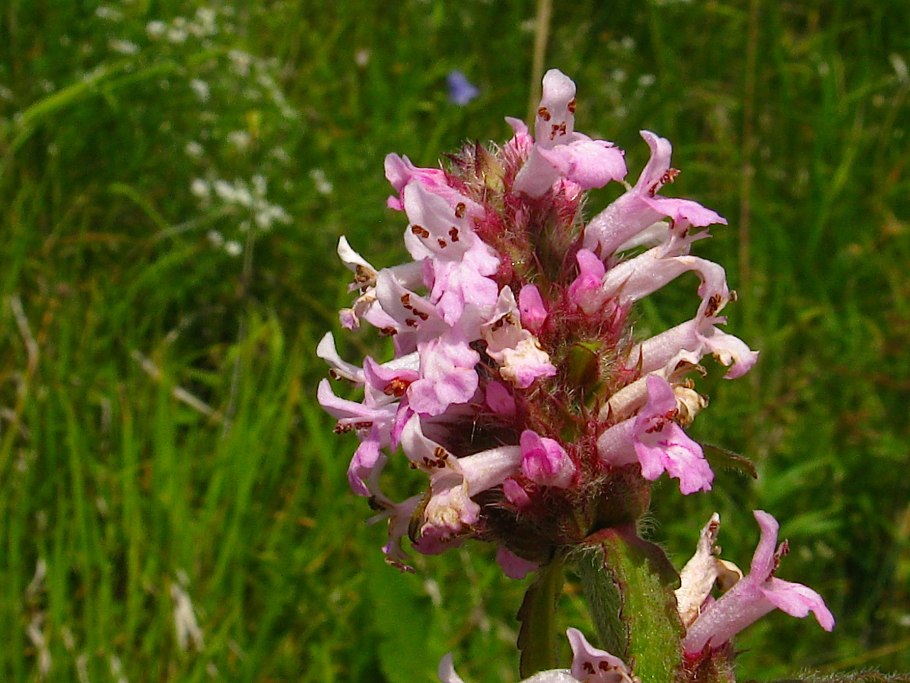 Betonica officinalis