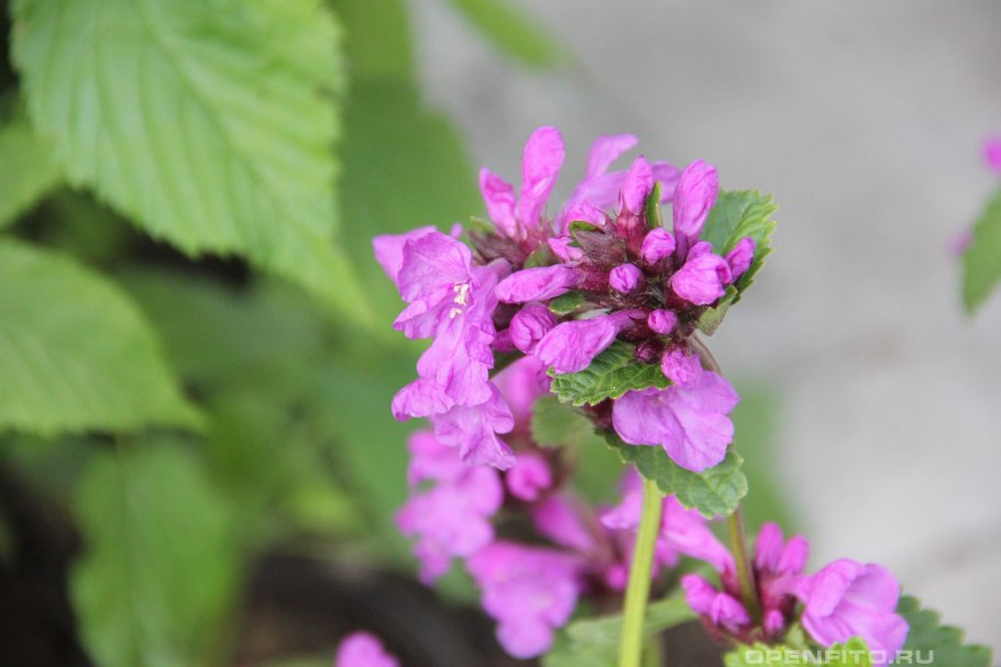 Буквица крупноцветковая