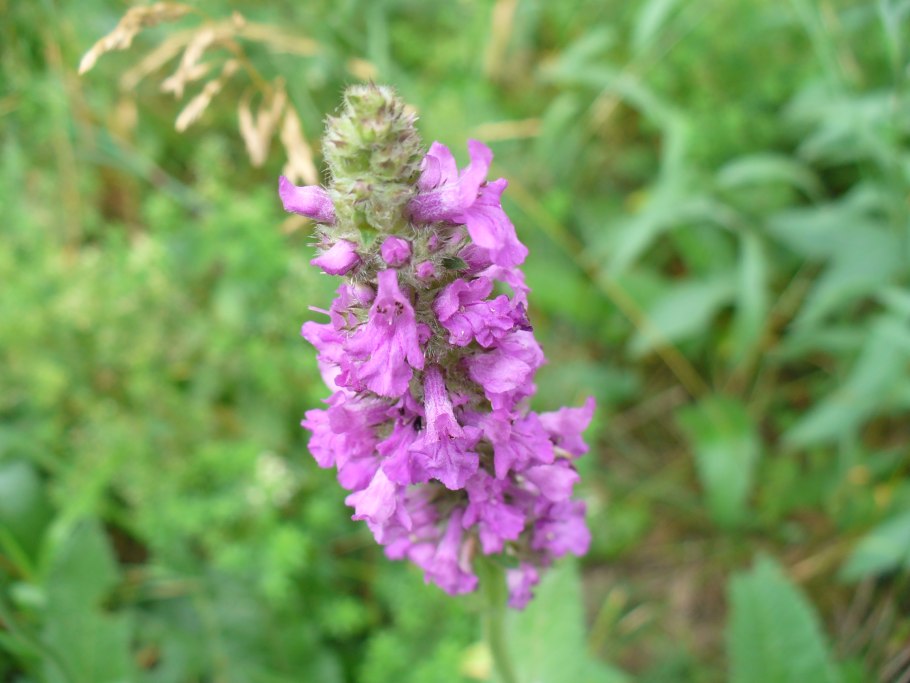 Буквица бетоника betonica officinalis