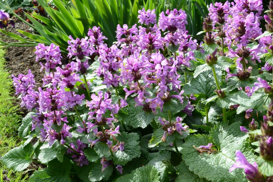 Чистец Лесной (Stachys sylvatica)