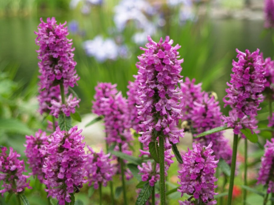 Буквица грандифлора