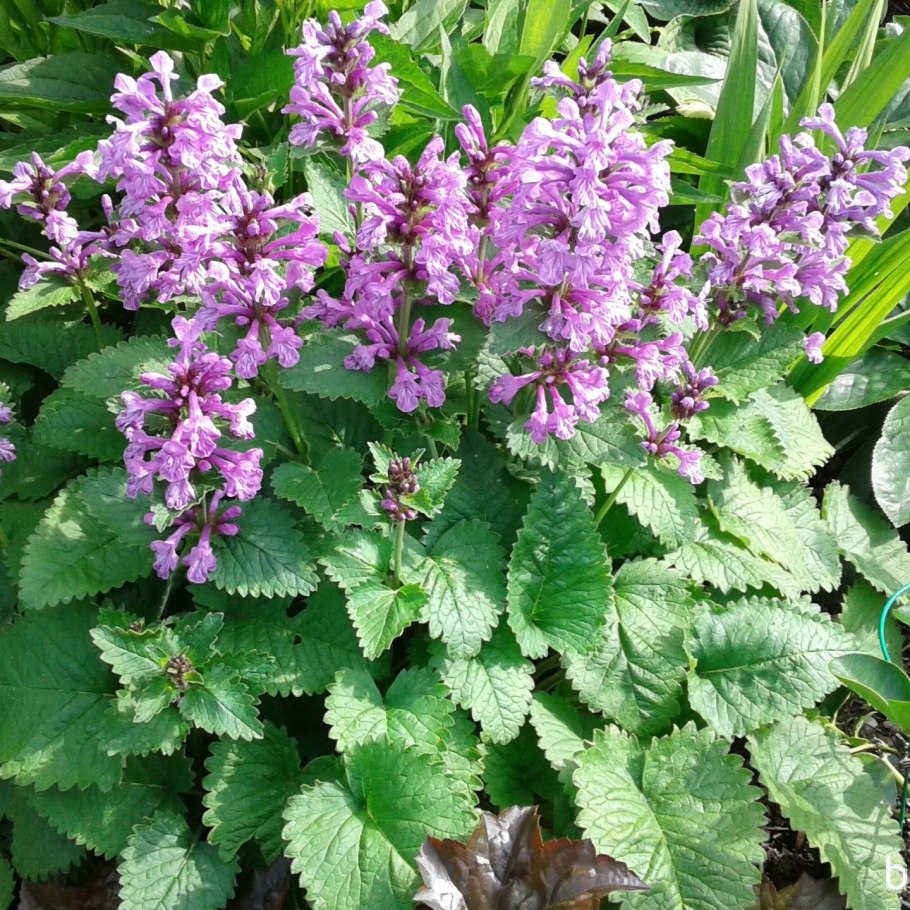 Буквица грандифлора