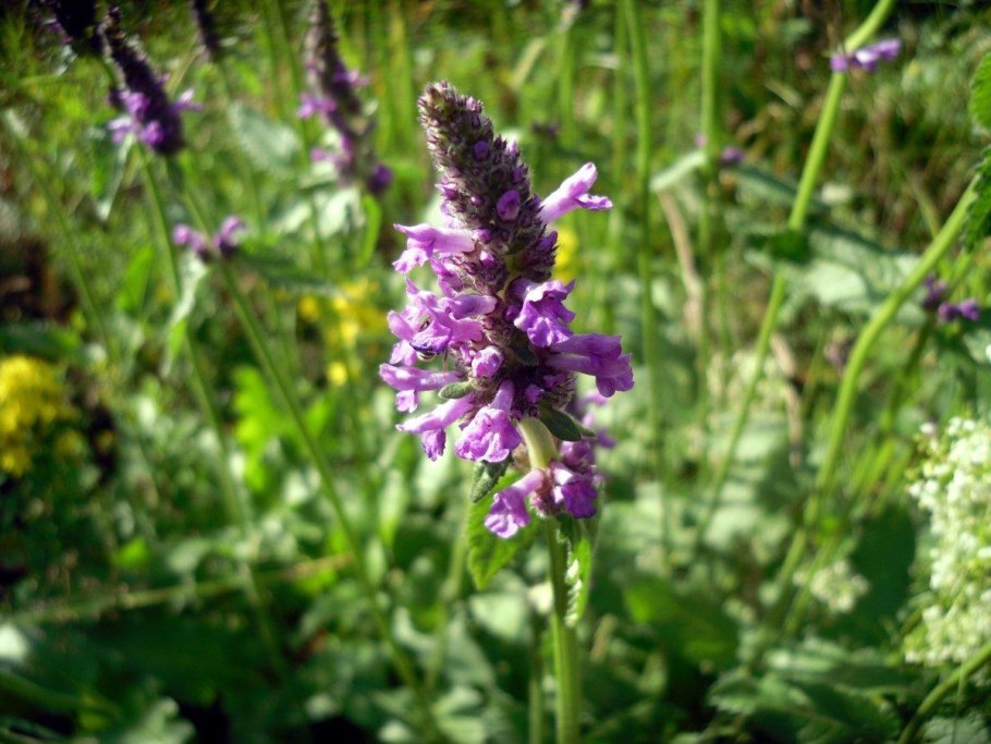 Буквица лекарственная betonica officinalis