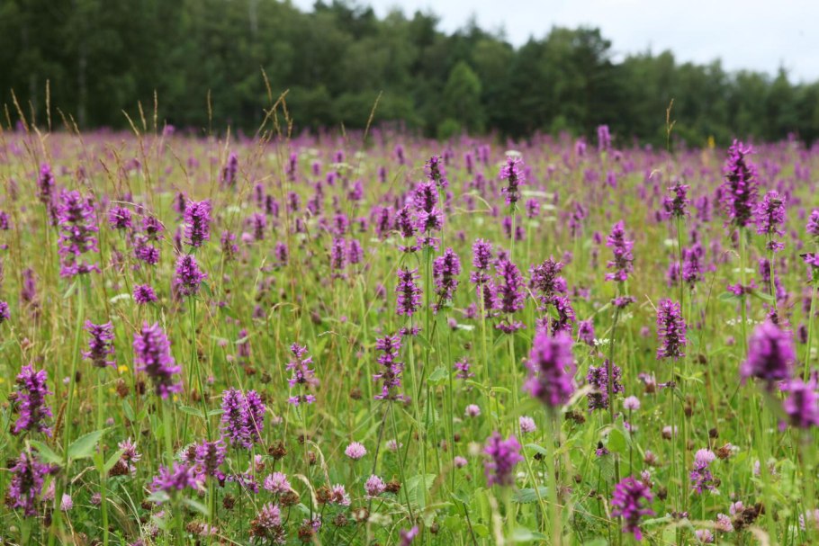 Буквица Бетоника Betonica officinalis