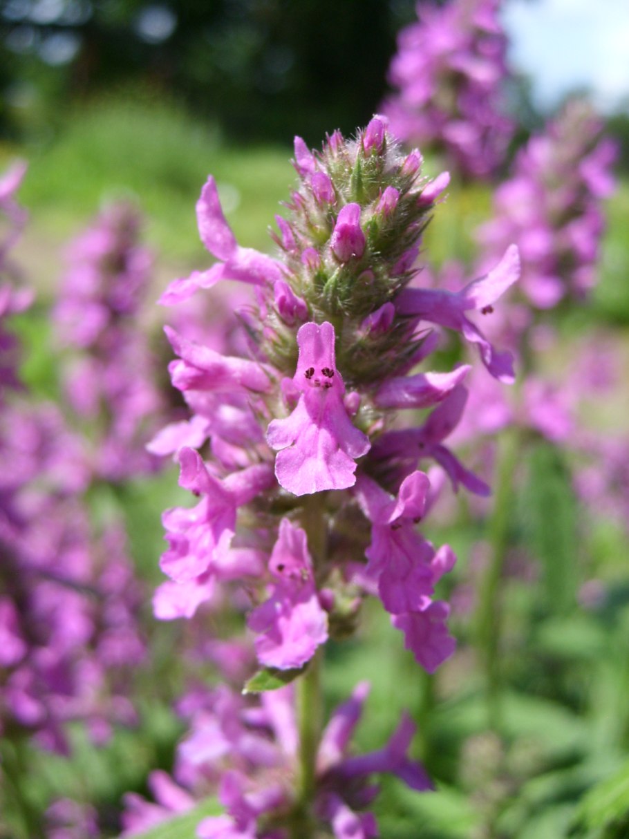 Буквица лекарственная - Betonica officinalis