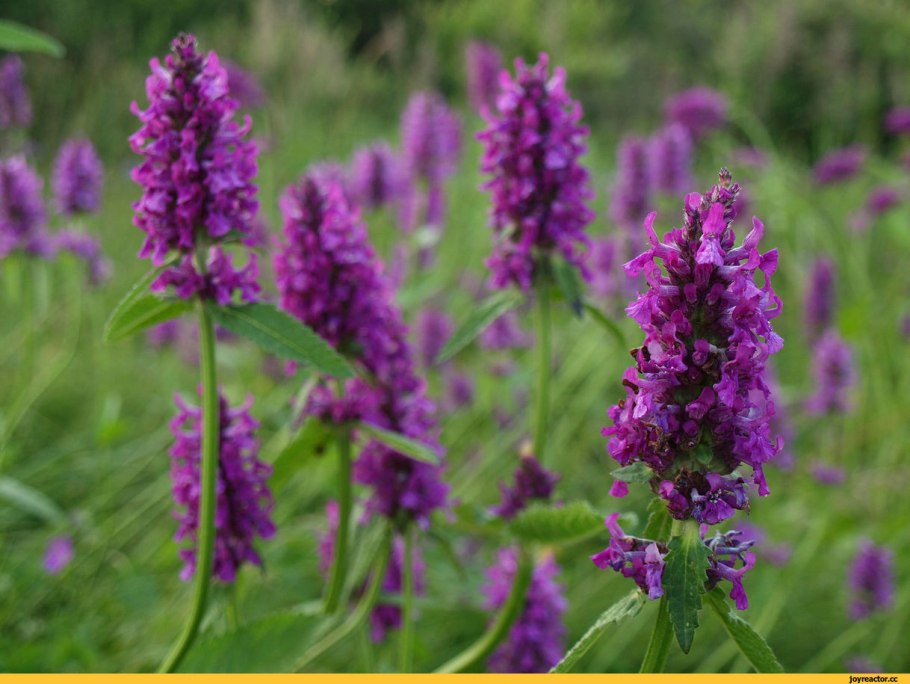 Полевой шалфей буквица