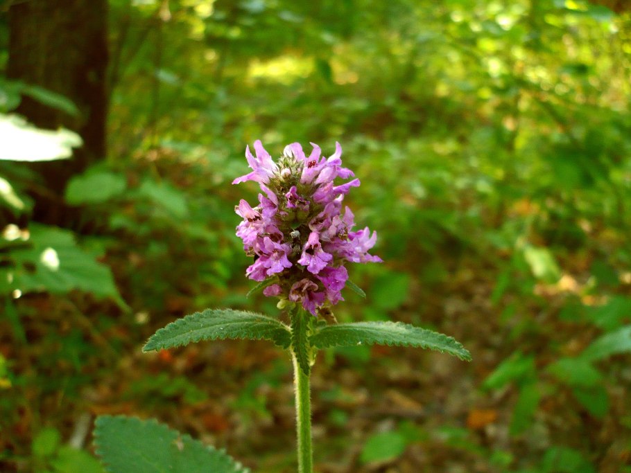 Betonica officinalis