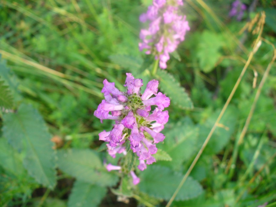 Буквица бетоника betonica officinalis