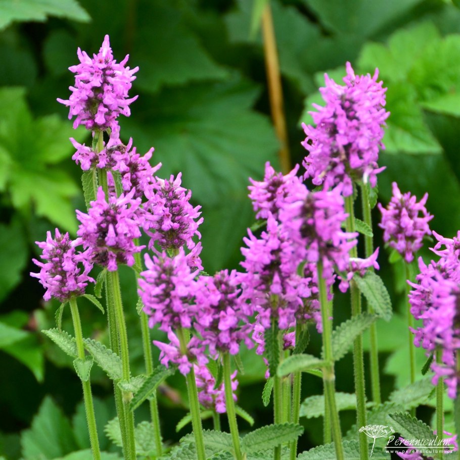 Буквица чистец лекарственный