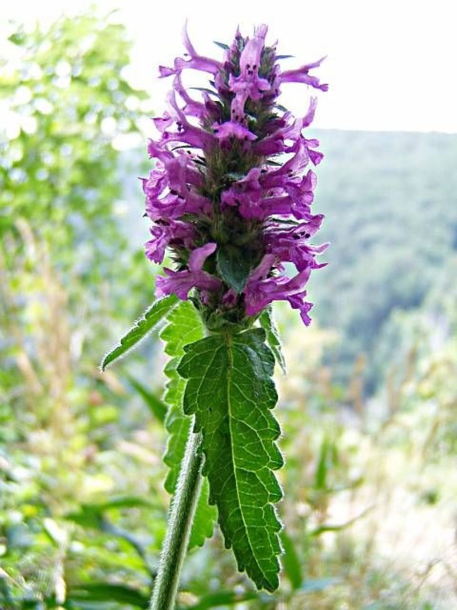 Трава буквица лекарственная