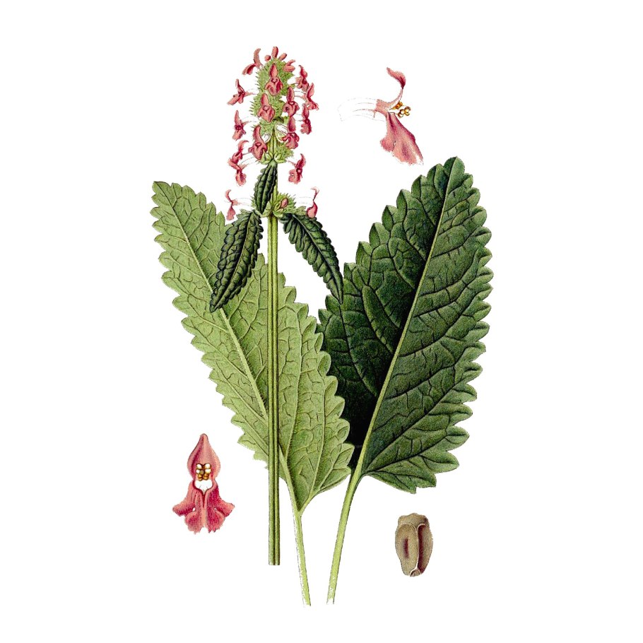 Губоцветные (Lamiaceae)