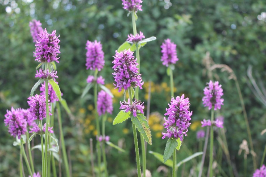 Буквица чистец лекарственный