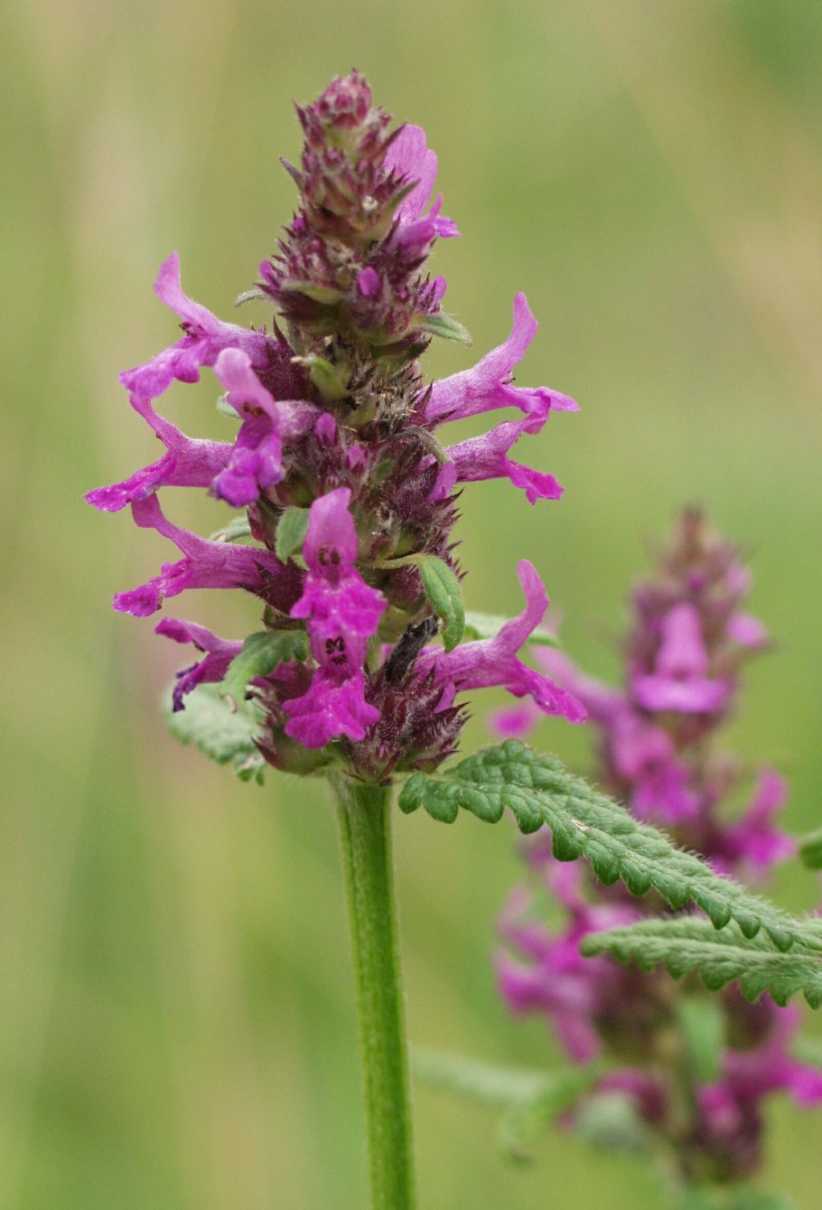 Буквица крупноцветковая