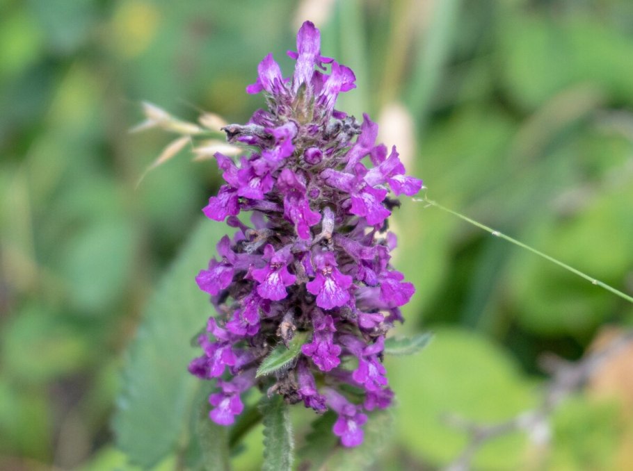 Буквица лекарственная - Betonica officinalis