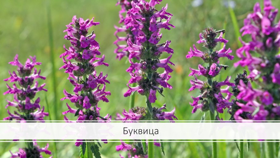 Буквица Бетоника Betonica officinalis