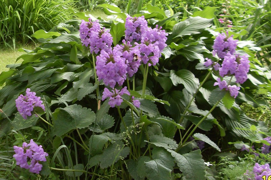 Буковица (полевой шалфей).