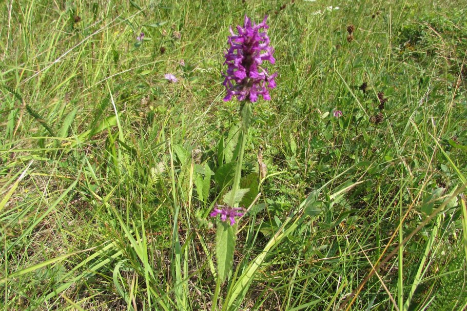 Буквица (Betonica grandiflora)