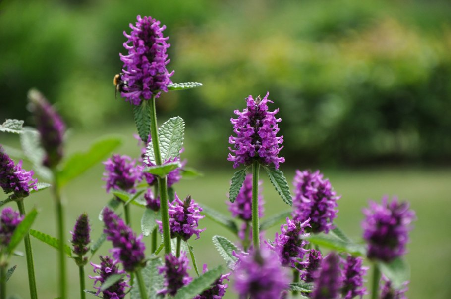 Чистец монье hummelo