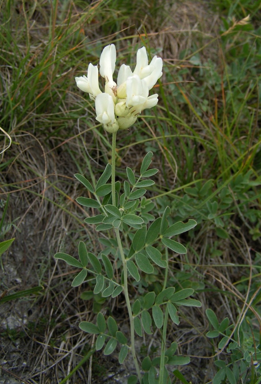 Астрагал кавказский