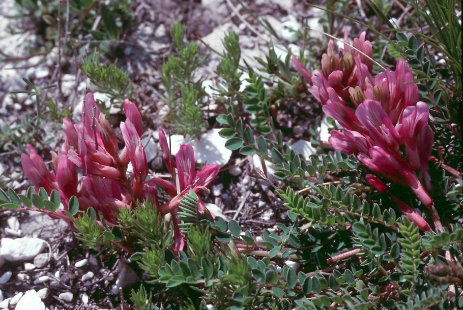 Astragalus Alopecurus