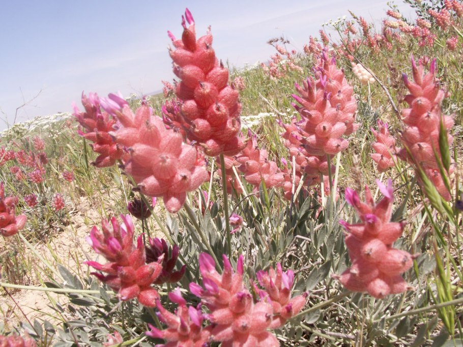 Astragalus calycinus