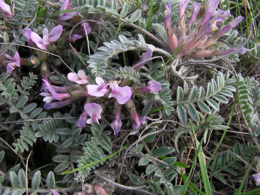 Astragalus villosissimus