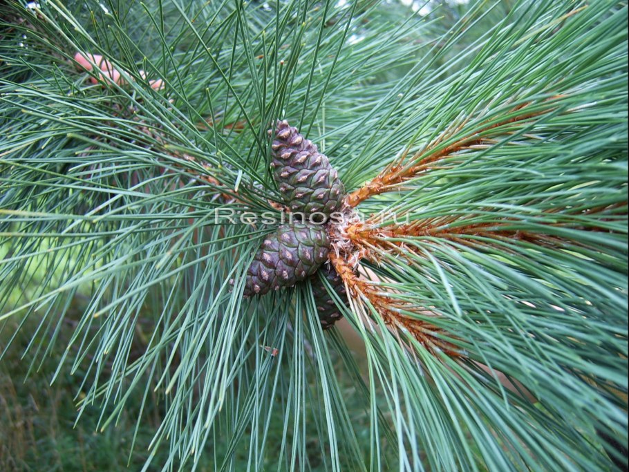 Сосна красная смолистая