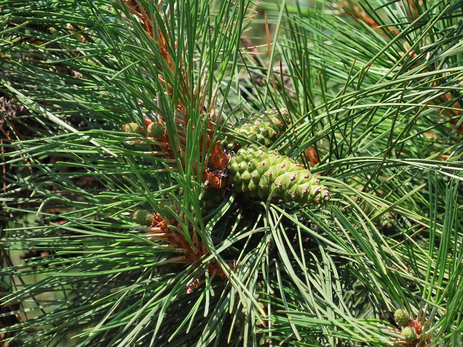 Сосна красная смолистая