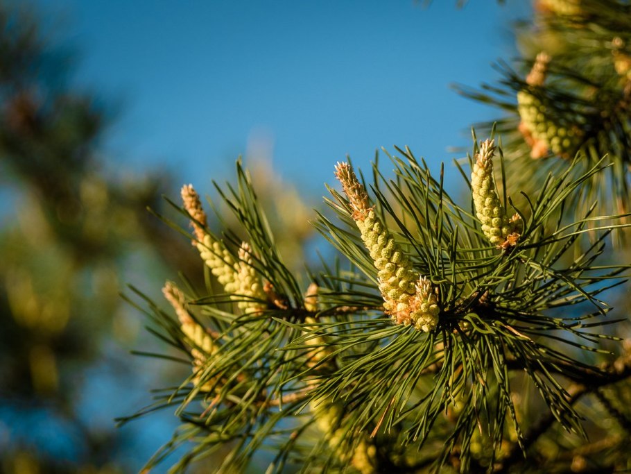 Смола из сосны