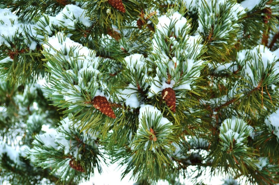 Qarag'ay (Pinus Sylvestris)