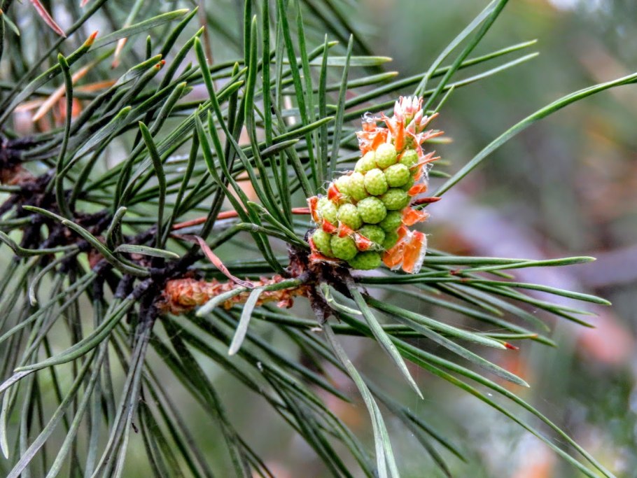 Сосна обыкновенная pinus sylvestris