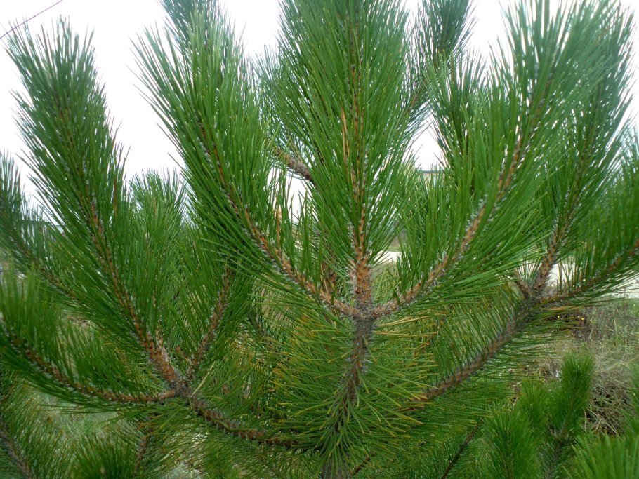 Хвоинки сосны