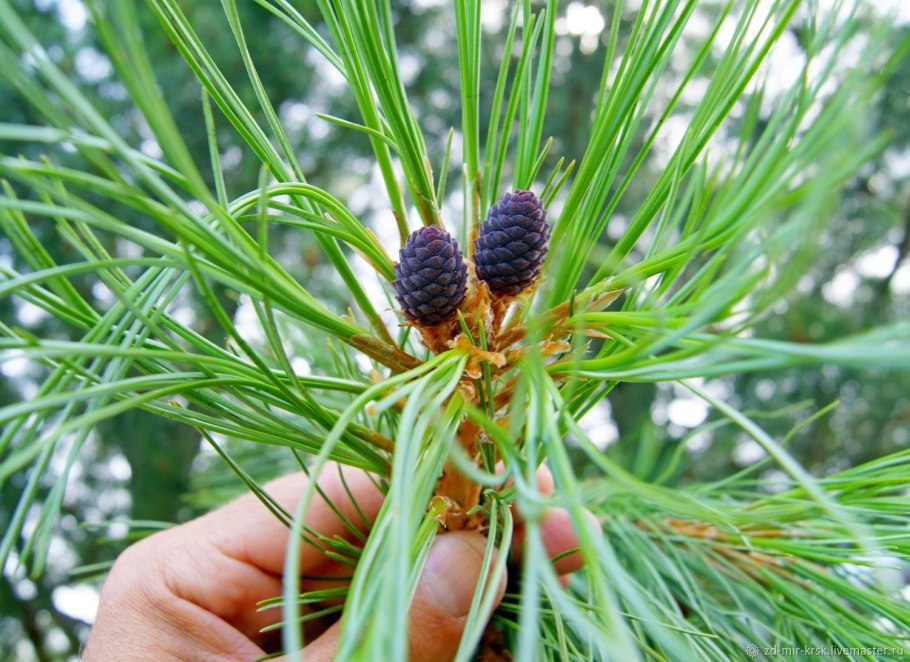 Сосна Приморская трëхигольчатая