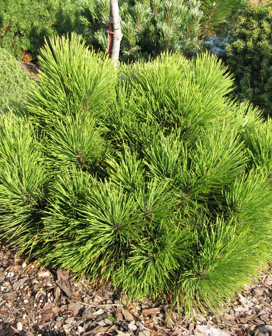 Сосна красная смолистая