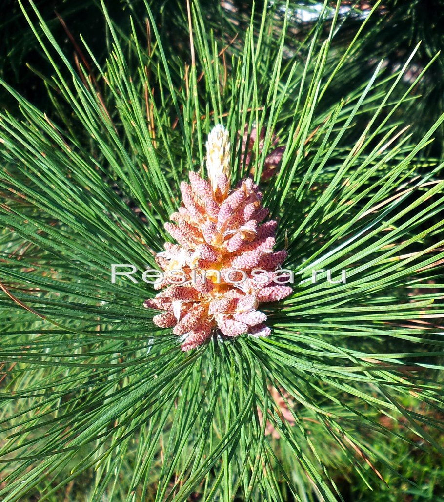 Сосна смолистая "квинобокуин"