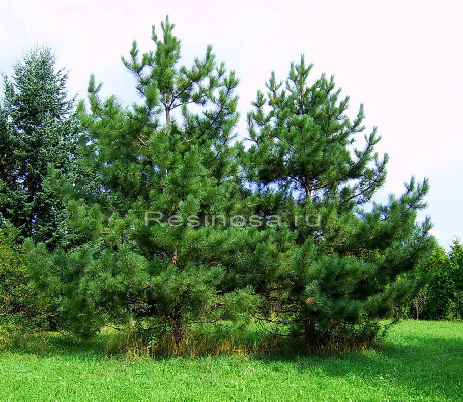 Микростробилы сосны обыкновенной