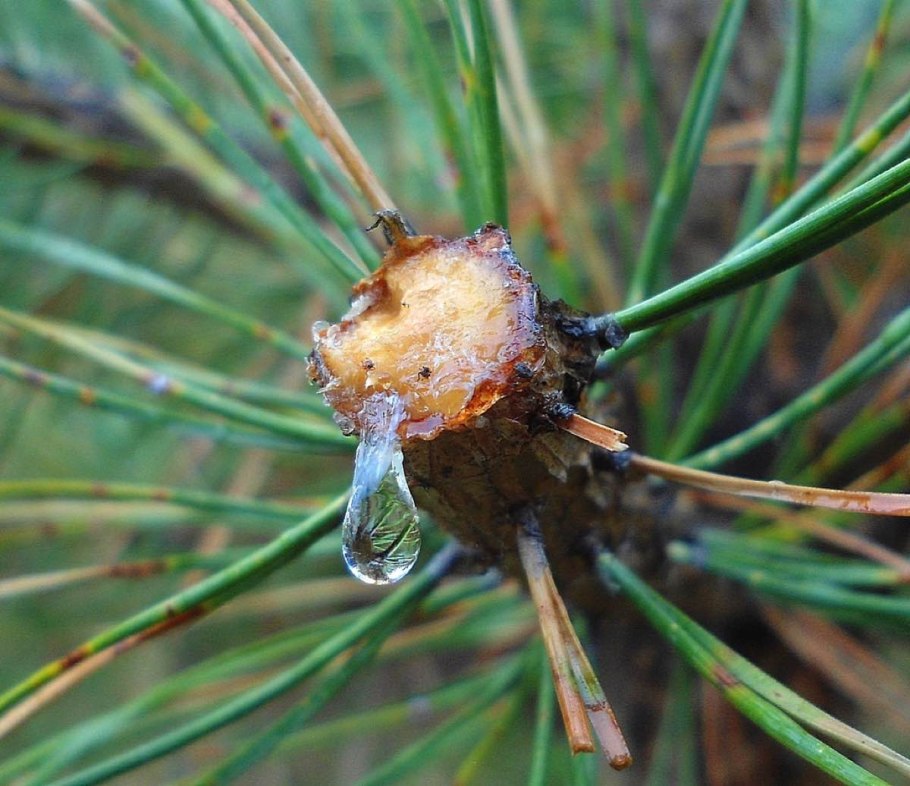 Вечнозеленое дерево хвойное семейства сосновых