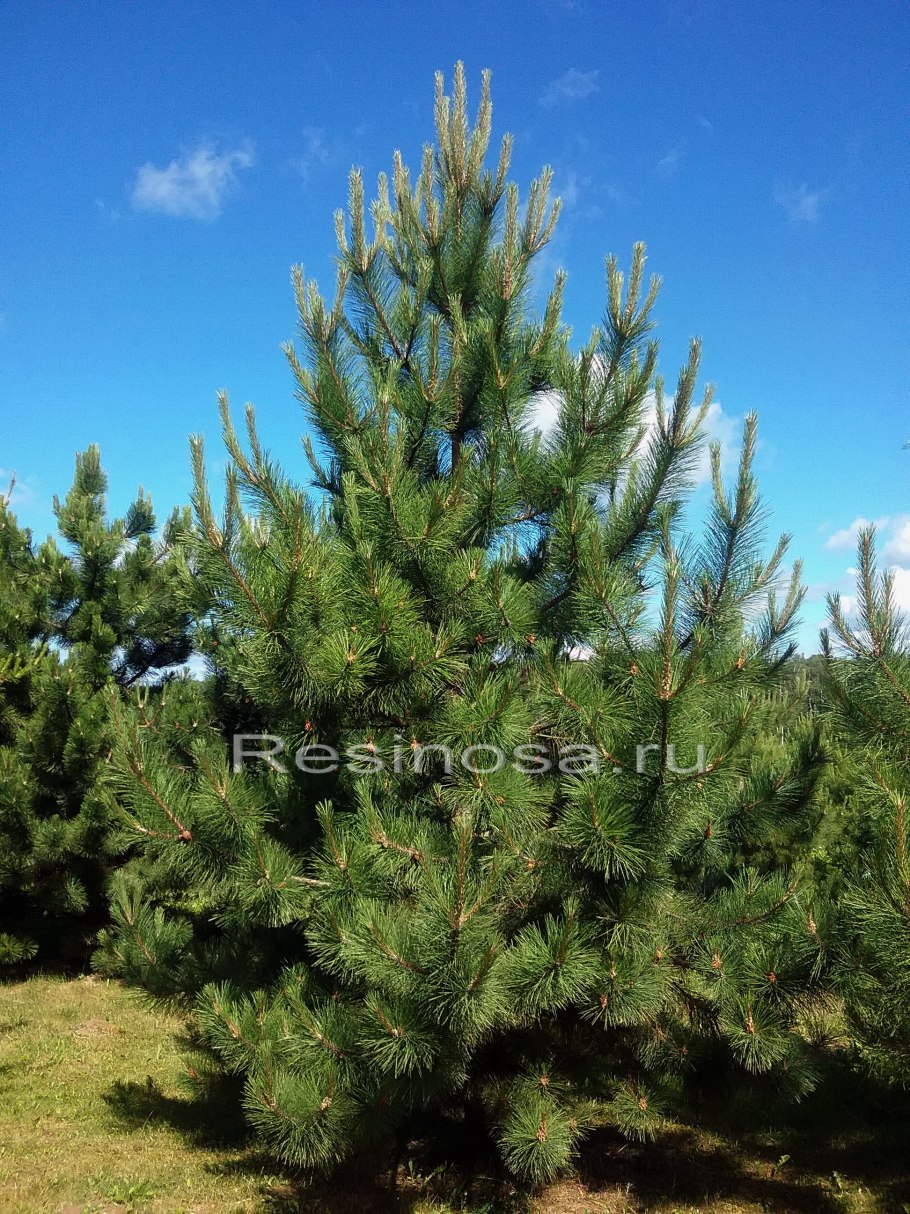 Сосна зеленая виргинская