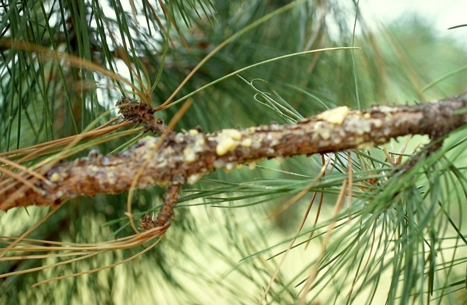 Pinus thunbergii Aocha Matsu