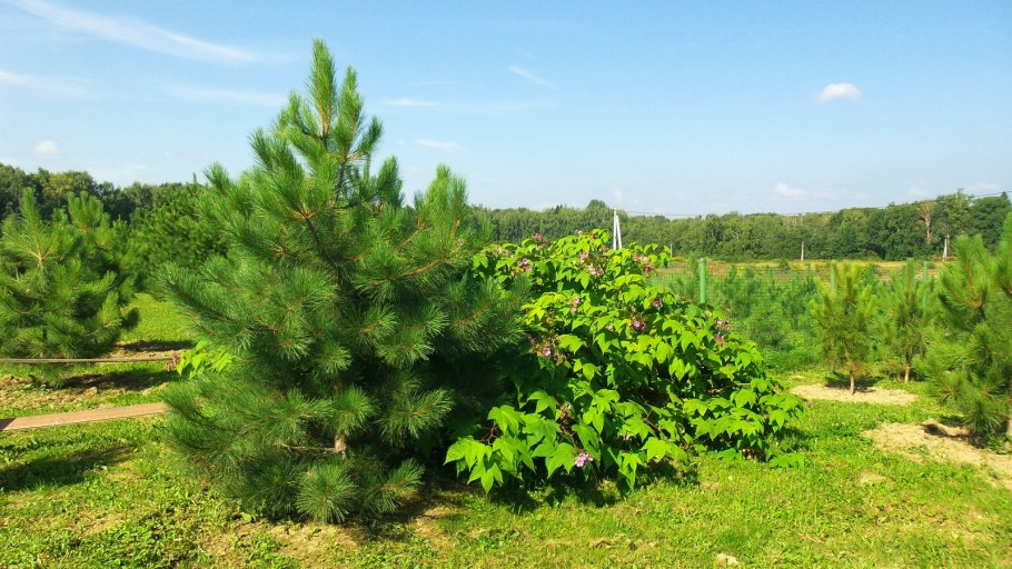 Лапки сосны
