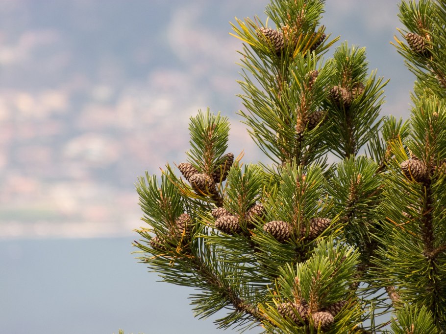 Pinus resinosa